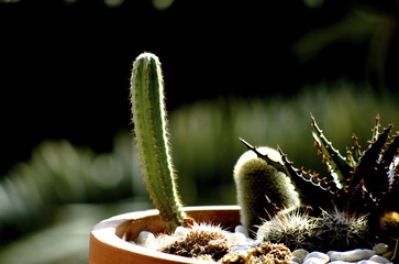 cactus