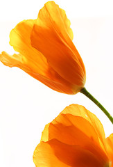 yellow flowers