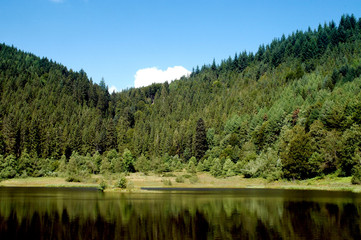 lac et forêt
