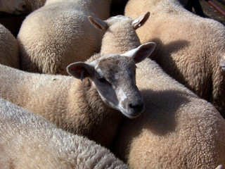 penned sheep 2