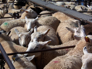 penned sheep 3