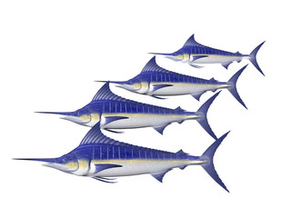 four marlin