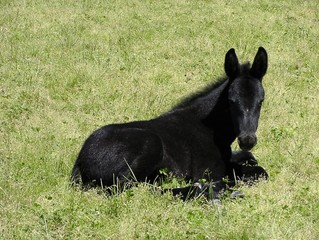 mule foal laying down
