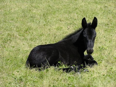 mule foal laying down Stock Photo | Adobe Stock