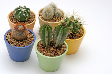various potted cacti