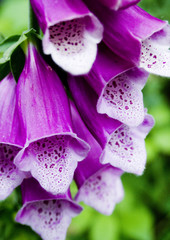 foxglove in close-up © Ken Marshall