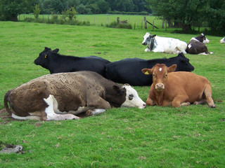 cows