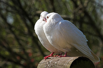 doves of peace
