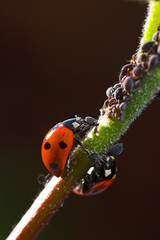 ladybird lunch