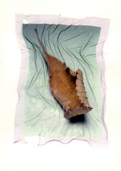 feuille morte