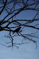 crow over moon