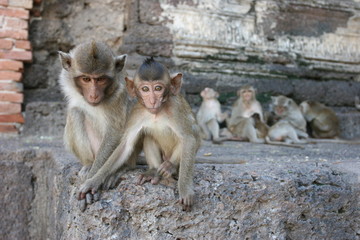 macaques rhésus