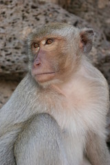 macaque rhésus
