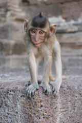macaque rhésus