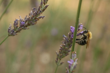 lavande butinée par une abeille