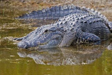 alligator