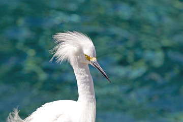 egret