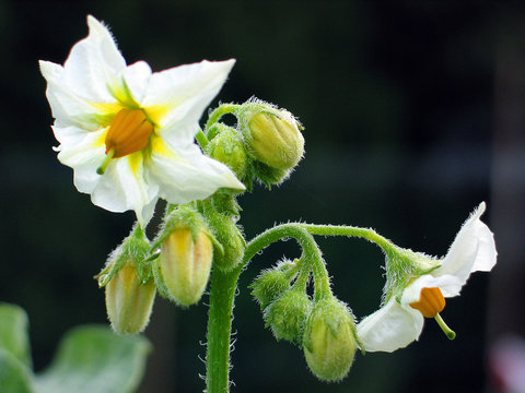 bl&uuml;ten