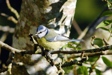 mésange bleue