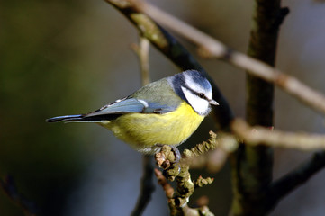 mésange bleue