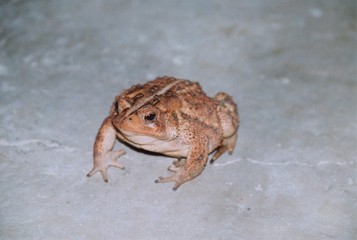 toad