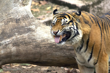 tiger4252