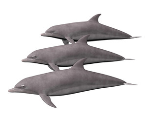 three dolphins