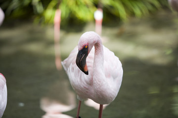 Obraz premium flamingo