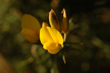 fleur de genet