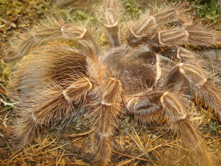 mygale en vivarium