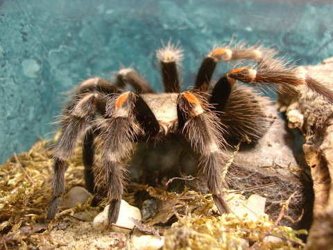 mygale