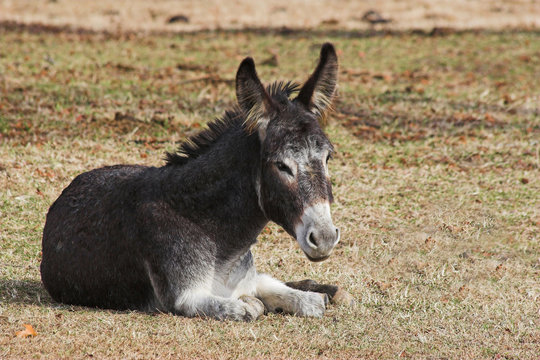 a young donkey