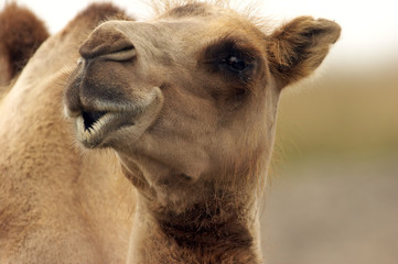 Kamel schaut auf Augenhöhe mit dir