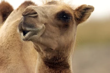 Photo sur Plexiglas Chameau chameau regardant dans les yeux avec toi