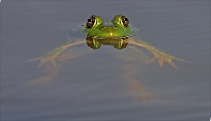 floating bull frog with eyes reflected on calm wat