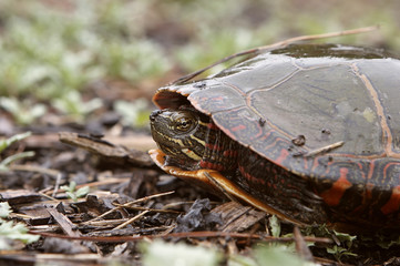 painted turtle hiding in shell (closeup)