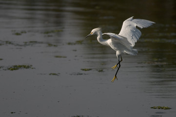 egret preparing to land
