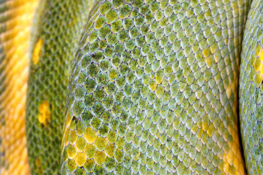 extreme closeup of a green tree python's scales (m
