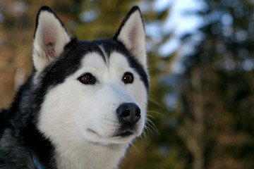 chien de traineau