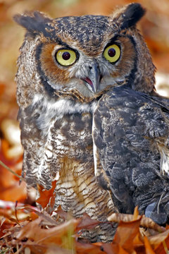 Great Horned Owl In Colorful Fall Leaves