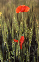 coquelicots