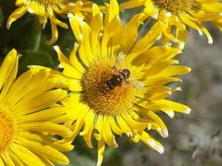 fleurs de montagne