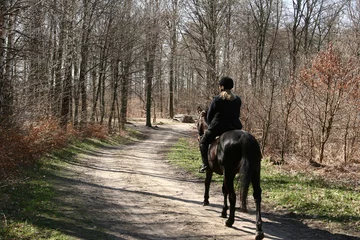 Deurstickers Paardrijden danish horses
