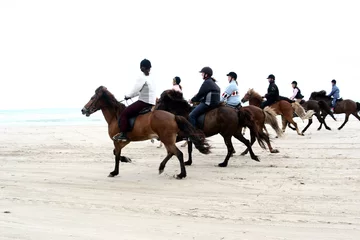 Crédence de cuisine en verre imprimé Léquitation danish horses on the beach