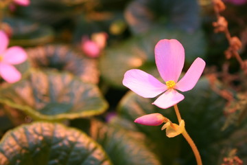 pink flower