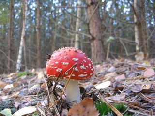 mushroom © Soja Andrzej