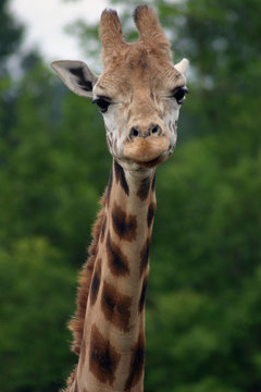 giraffe portrait