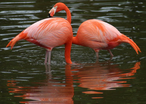 a pair, in pink