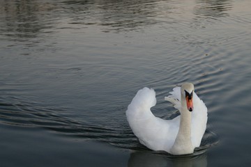 Naklejka premium white swan 4