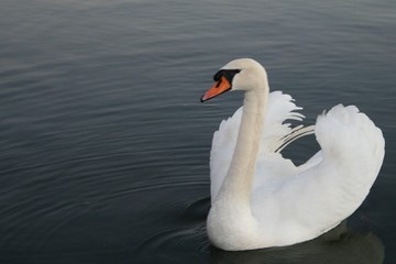 Fototapeta na wymiar white swan 1